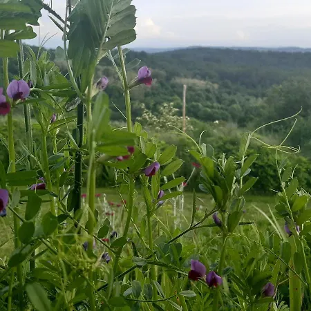 Ferme Beauregard Les Pyrenees Oda ve Kahvaltı Artigat