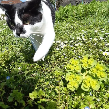 ベッド・アンド・ブレックファスト Ferme Beauregard Les Pyrenees アルティガ