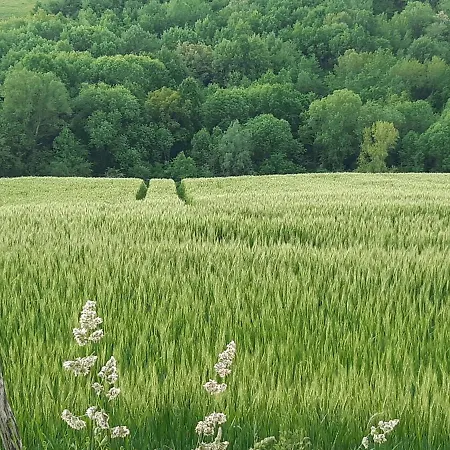 Couette-café Ferme Beauregard Les Pyrénées Artigat