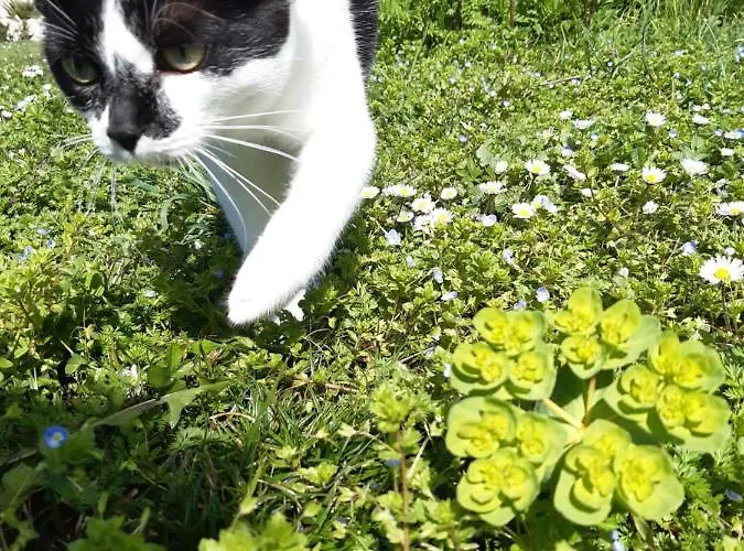 Bed & Breakfast Ferme Beauregard Les Pyrenees Artigat