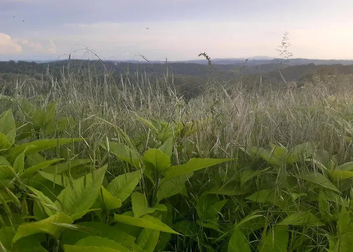 Ferme Beauregard Les Pyrenees Bed & Breakfast Artigat