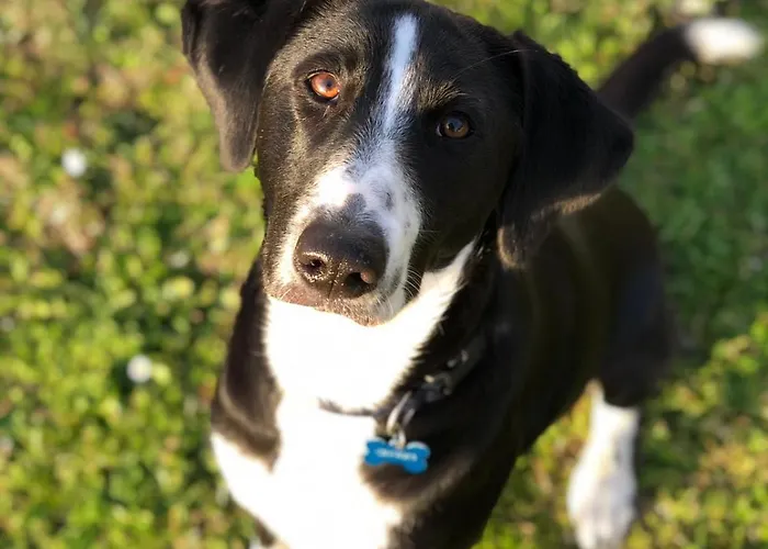 Ferme Beauregard Les Pyrenees Bed & Breakfast 3*